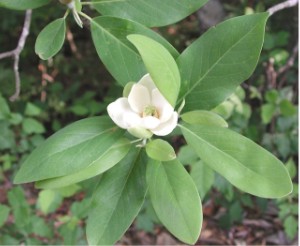 flowering plants